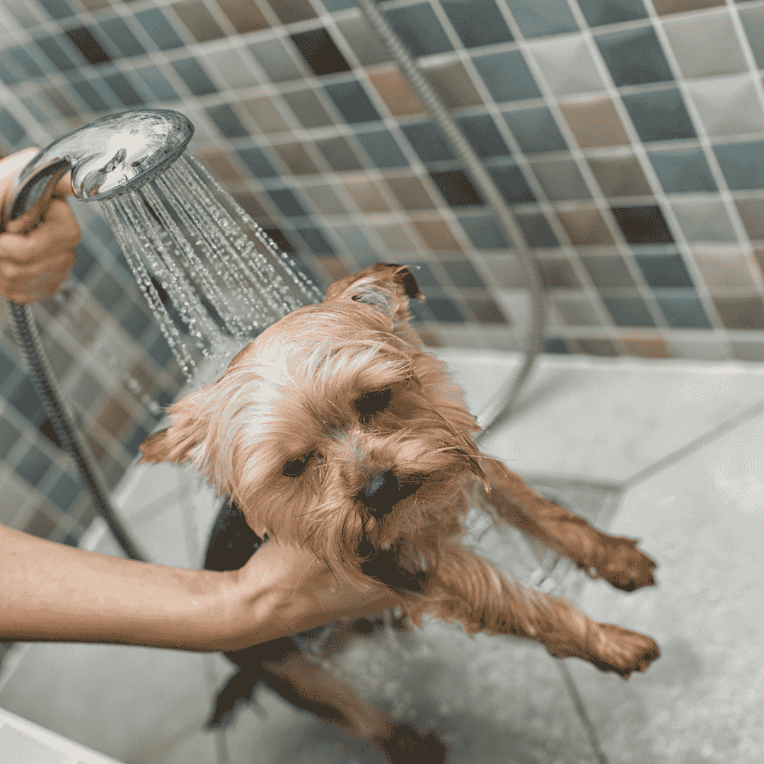 پت سیان خدمات اصلاح و شستشو حیوانات خانگی در اندیشه بلوار امیرکبیر